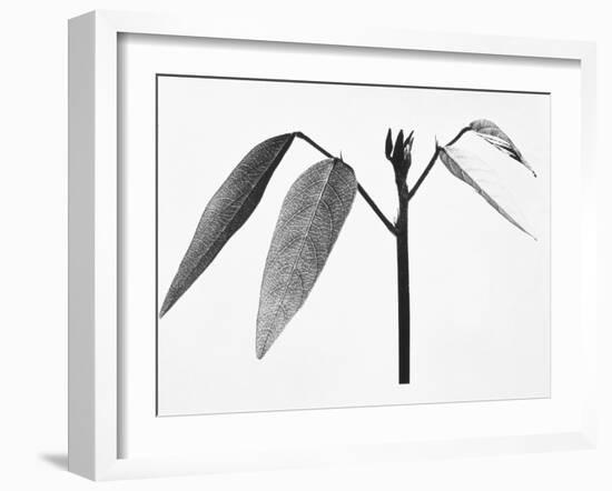 Twig-Panoramic Images-Framed Photographic Print