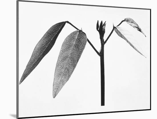 Twig-Panoramic Images-Mounted Photographic Print