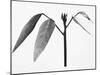 Twig-Panoramic Images-Mounted Photographic Print