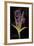 Twilight Iris-Maret Hensick-Framed Premium Giclee Print