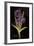 Twilight Iris-Maret Hensick-Framed Premium Giclee Print