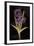 Twilight Iris-Maret Hensick-Framed Premium Giclee Print