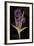 Twilight Iris-Maret Hensick-Framed Premium Giclee Print