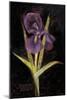 Twilight Iris-Maret Hensick-Mounted Art Print
