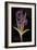 Twilight Iris-Maret Hensick-Framed Art Print