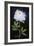 Twilight Peony-Maret Hensick-Framed Art Print