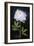 Twilight Peony-Maret Hensick-Framed Art Print