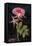 Twilight Rose-Maret Hensick-Framed Stretched Canvas