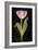 Twilight Tulip-Maret Hensick-Framed Art Print