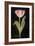 Twilight Tulip-Maret Hensick-Framed Art Print