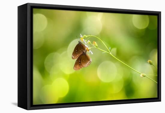 Twin Butterfly.-Marco Carmassi-Framed Premier Image Canvas