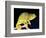 Twin Horn Chameleon, Native to Madagascar-David Northcott-Framed Photographic Print