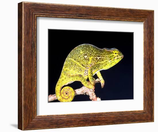 Twin Horn Chameleon, Native to Madagascar-David Northcott-Framed Photographic Print