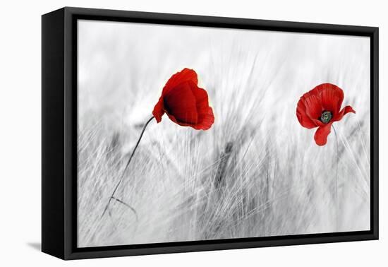 Twin Poppy-Ata Alishahi-Framed Premier Image Canvas