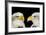 Twin Portrait of Bald Eagles Isolated on Black-Veneratio-Framed Photographic Print