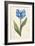 Twin Tulips IV-Grace Popp-Framed Art Print