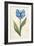 Twin Tulips IV-Grace Popp-Framed Art Print