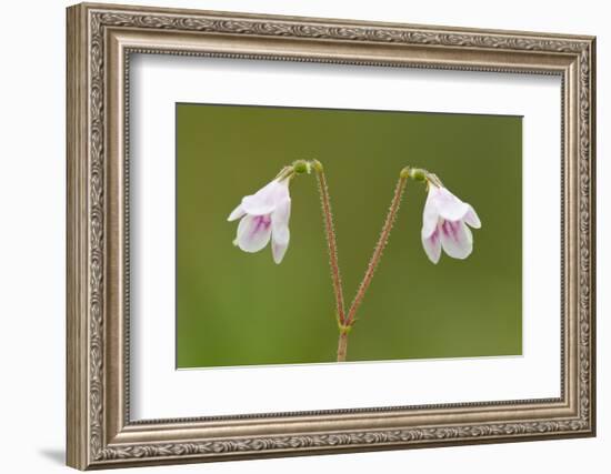 Twinflower (Linnaea Borealis) in Flower in Pine Woodland, Abernethy National Nr, Scotland, UK-Mark Hamblin-Framed Photographic Print