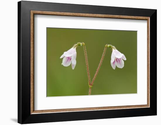 Twinflower (Linnaea Borealis) in Flower in Pine Woodland, Abernethy National Nr, Scotland, UK-Mark Hamblin-Framed Photographic Print