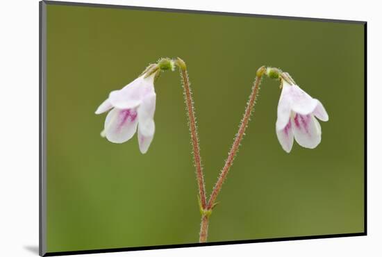 Twinflower (Linnaea Borealis) in Flower in Pine Woodland, Abernethy National Nr, Scotland, UK-Mark Hamblin-Mounted Photographic Print