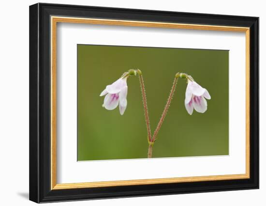 Twinflower (Linnaea Borealis) in Flower in Pine Woodland, Abernethy National Nr, Scotland, UK-Mark Hamblin-Framed Photographic Print