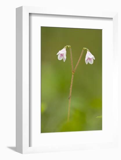 Twinflower (Linnaea Borealis) in Flower in Pine Woodland, Abernethy Reserve, Cairngorms, Scotland-Mark Hamblin-Framed Photographic Print