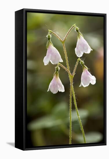 Twinflower (Linnaea Borealis)-Bob Gibbons-Framed Premier Image Canvas