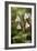 Twinflower (Linnaea Borealis)-Bob Gibbons-Framed Photographic Print