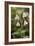 Twinflower (Linnaea Borealis)-Bob Gibbons-Framed Photographic Print