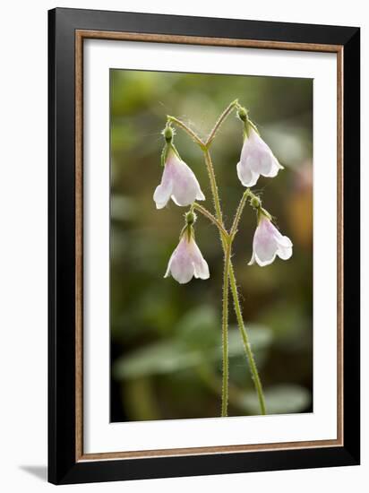 Twinflower (Linnaea Borealis)-Bob Gibbons-Framed Photographic Print