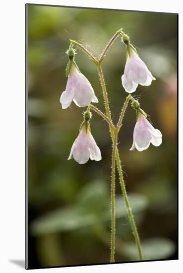 Twinflower (Linnaea Borealis)-Bob Gibbons-Mounted Photographic Print