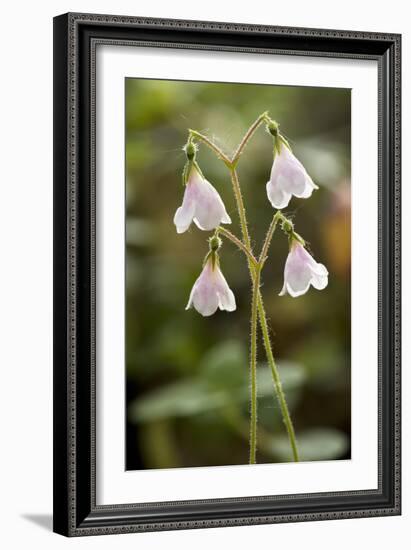 Twinflower (Linnaea Borealis)-Bob Gibbons-Framed Photographic Print
