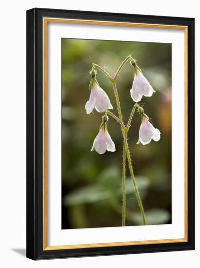 Twinflower (Linnaea Borealis)-Bob Gibbons-Framed Photographic Print