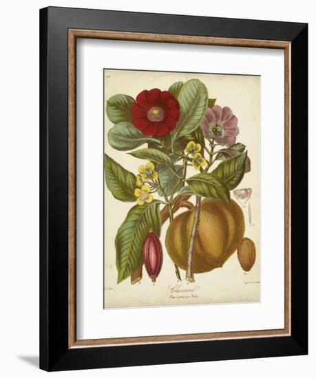 Twining Botanicals I-Elizabeth Twining-Framed Art Print