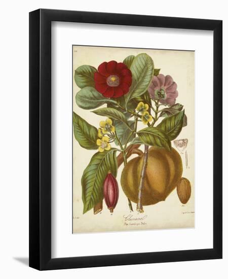 Twining Botanicals I-Elizabeth Twining-Framed Art Print