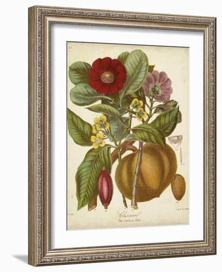 Twining Botanicals I-Elizabeth Twining-Framed Art Print