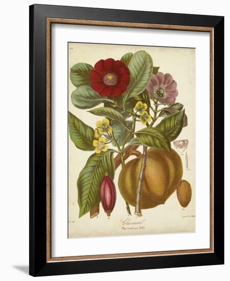 Twining Botanicals I-Elizabeth Twining-Framed Art Print