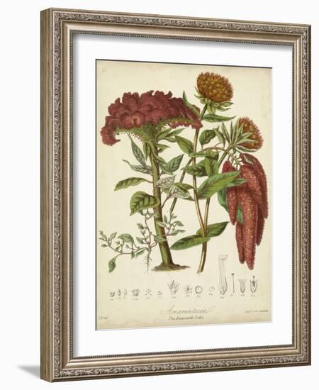 Twining Botanicals II-Elizabeth Twining-Framed Art Print