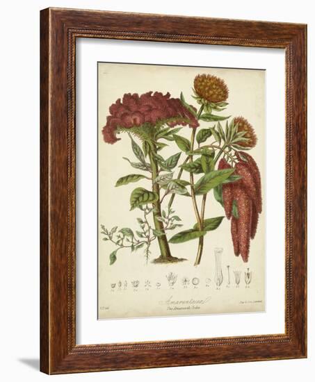 Twining Botanicals II-Elizabeth Twining-Framed Art Print