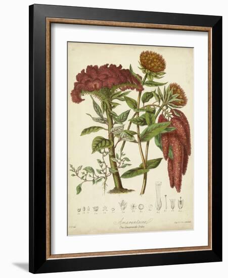 Twining Botanicals II-Elizabeth Twining-Framed Art Print