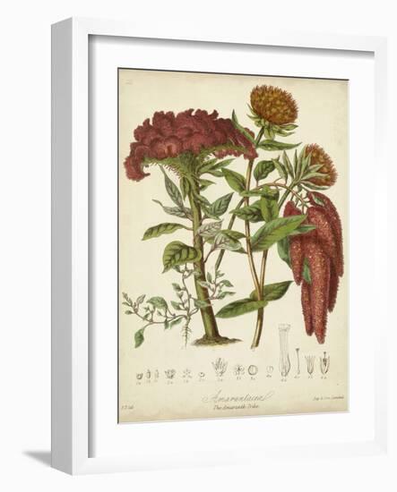 Twining Botanicals II-Elizabeth Twining-Framed Art Print