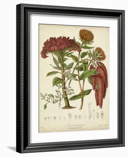 Twining Botanicals II-Elizabeth Twining-Framed Art Print