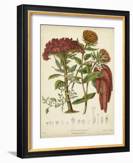 Twining Botanicals II-Elizabeth Twining-Framed Art Print