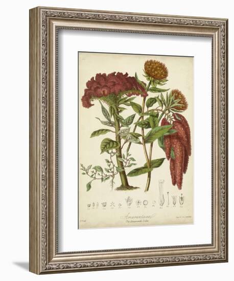 Twining Botanicals II-Elizabeth Twining-Framed Art Print