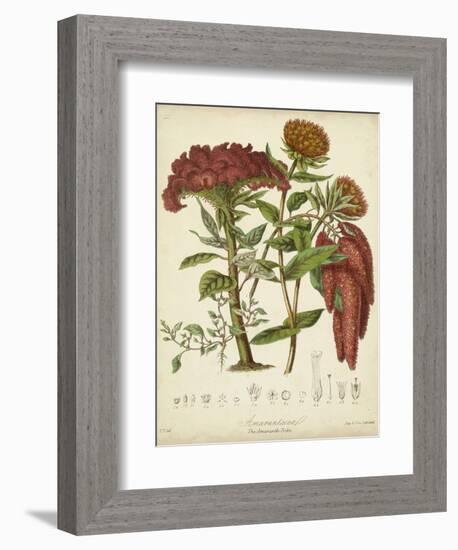 Twining Botanicals II-Elizabeth Twining-Framed Art Print