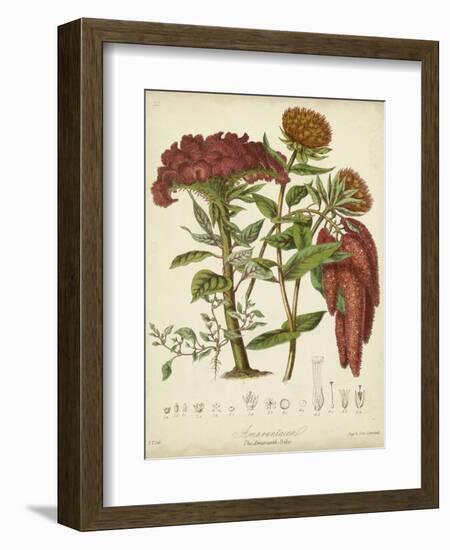 Twining Botanicals II-Elizabeth Twining-Framed Art Print