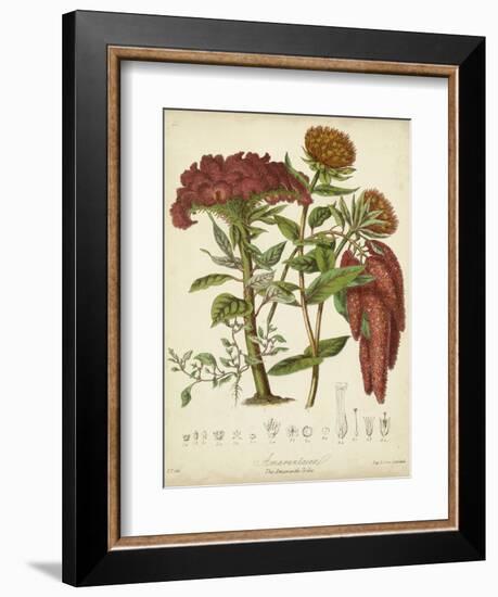 Twining Botanicals II-Elizabeth Twining-Framed Art Print