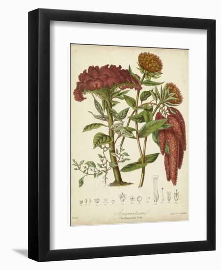 Twining Botanicals II-Elizabeth Twining-Framed Art Print