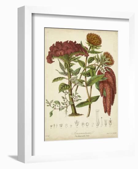 Twining Botanicals II-Elizabeth Twining-Framed Art Print