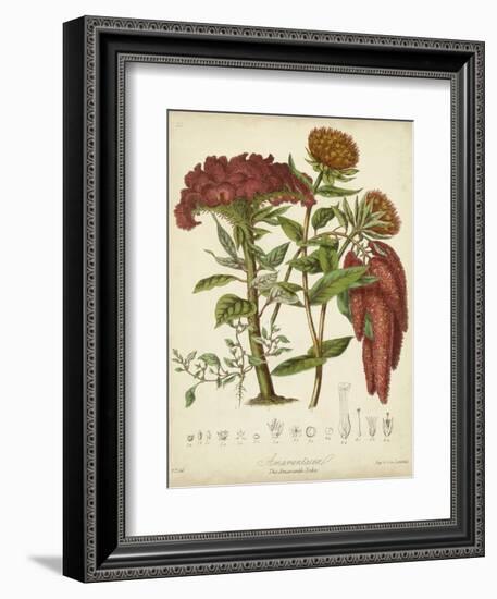 Twining Botanicals II-Elizabeth Twining-Framed Art Print